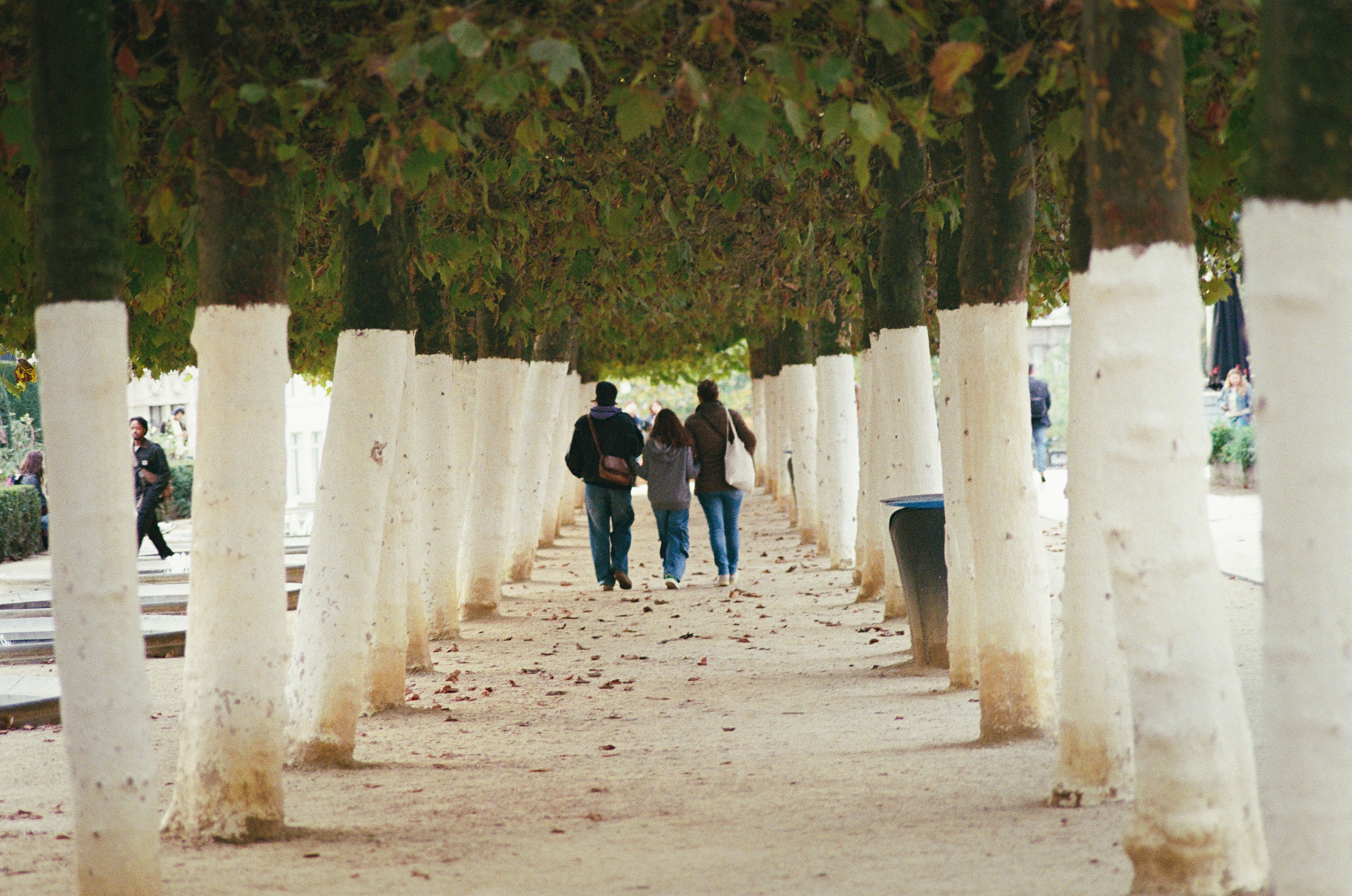 group walking between white lined trees.